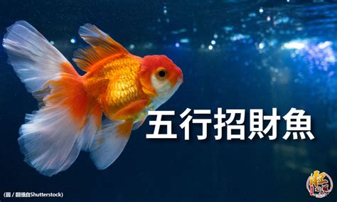 招財風水魚|養風水魚數量攻略：命格五行對應養魚條數 